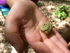 Found a snail under a log